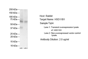 HSD11B1 Rabbit Polyclonal Antibody