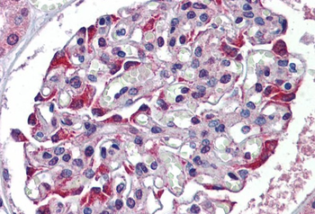 TDO2 Rabbit Polyclonal Antibody