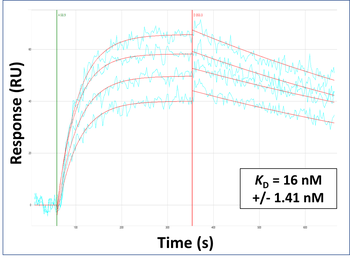TDO2 Rabbit Polyclonal Antibody
