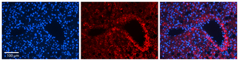 MST1 Rabbit Polyclonal Antibody