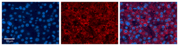 MST1 Rabbit Polyclonal Antibody