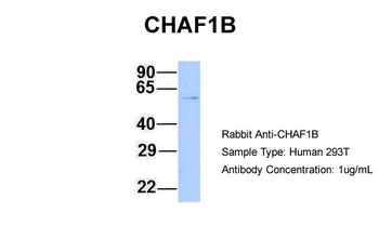 CHAF1B Rabbit Polyclonal Antibody