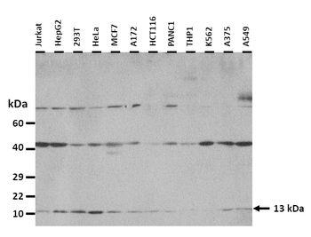 DDT Rabbit Polyclonal Antibody