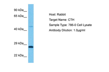 CTH Rabbit Polyclonal Antibody