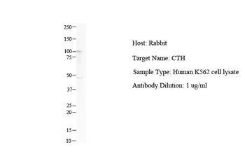 CTH Rabbit Polyclonal Antibody