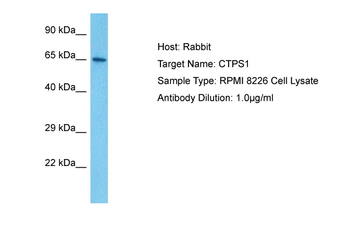 CTPS Rabbit Polyclonal Antibody