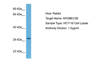 APOBEC3B Rabbit Polyclonal Antibody