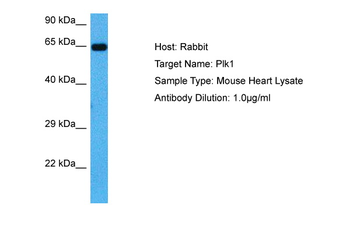 PLK1 Rabbit Polyclonal Antibody