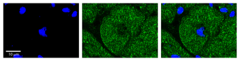 PDK3 Rabbit Polyclonal Antibody