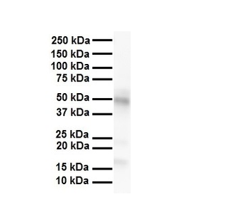 PDK3 Rabbit Polyclonal Antibody