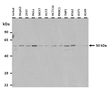 SGCE Rabbit Polyclonal Antibody