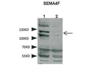 SEMA4F Rabbit Polyclonal Antibody