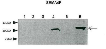 SEMA4F Rabbit Polyclonal Antibody