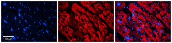 ECM1 Rabbit Polyclonal Antibody