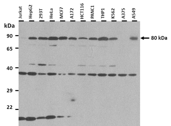 ACSL3 Rabbit Polyclonal Antibody