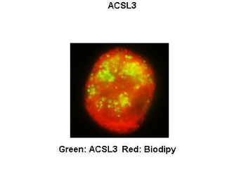ACSL3 Rabbit Polyclonal Antibody