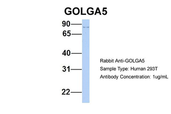 GOLGA5 Rabbit Polyclonal Antibody