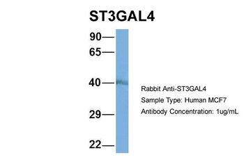 ST3GAL4 Rabbit Polyclonal Antibody