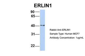 ERLIN1 Rabbit Polyclonal Antibody