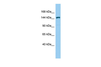 Corin Rabbit Polyclonal Antibody