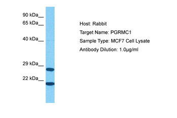 PGRMC1 Rabbit Polyclonal Antibody