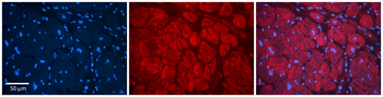 Tmed1 Rabbit Polyclonal Antibody