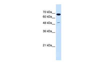 SILV Rabbit Polyclonal Antibody