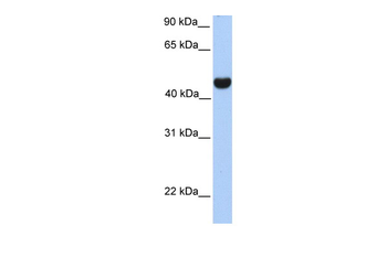 RTN4 Rabbit Polyclonal Antibody