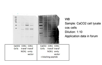 NOX1 Rabbit Polyclonal Antibody