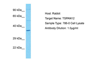 TSPAN12 Rabbit Polyclonal Antibody