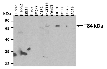 KIRREL1 Rabbit Polyclonal Antibody