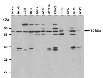 FBXW7 Rabbit Polyclonal Antibody