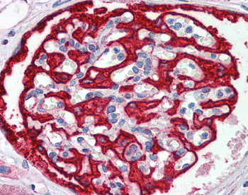 FBXW7 Rabbit Polyclonal Antibody