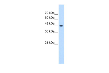 PA2G4 Rabbit Polyclonal Antibody