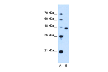 PA2G4 Rabbit Polyclonal Antibody