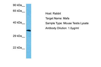 MAFA Rabbit Polyclonal Antibody