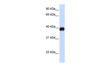 MAFA Rabbit Polyclonal Antibody