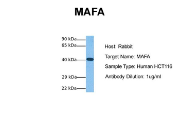 MAFA Rabbit Polyclonal Antibody