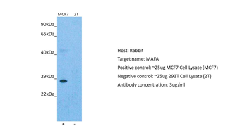 MAFA Rabbit Polyclonal Antibody