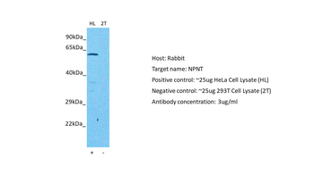 NPNT Rabbit Polyclonal Antibody