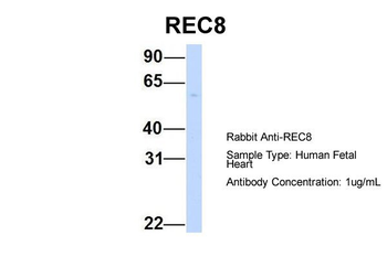 REC8 Rabbit Polyclonal Antibody