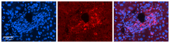 ALDOA Rabbit Polyclonal Antibody