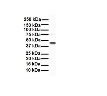 EEF1A1 Rabbit Polyclonal Antibody