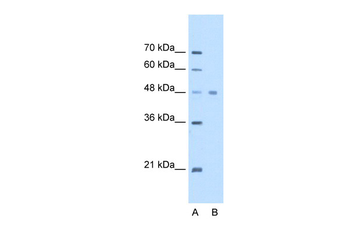 EEF1A1 Rabbit Polyclonal Antibody