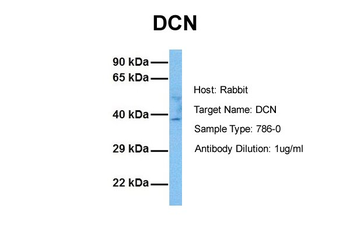 DCN Rabbit Polyclonal Antibody