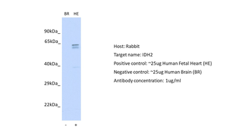IDH2 Rabbit Polyclonal Antibody
