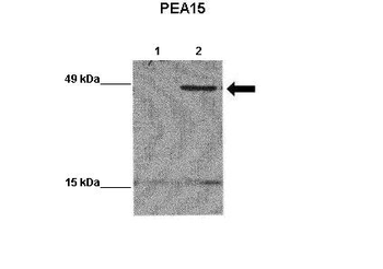 PEA15 Rabbit Polyclonal Antibody