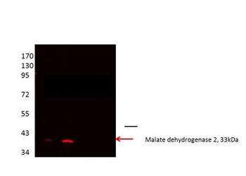 MDH2 Rabbit Polyclonal Antibody