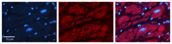 PHB2 Rabbit Polyclonal Antibody