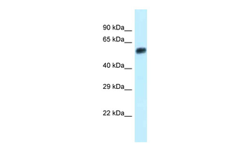Eepd1 Rabbit Polyclonal Antibody